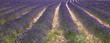 Rangées de lavande #4