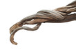 Dried roots.