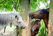 horse