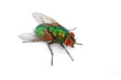mouche verte mouche verte