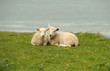 lambs