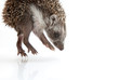 Foto: Little Hedgehog Little Hedgehog