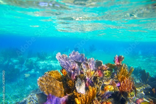 Foto: Mayan Riviera reef snorkel underwater coral paradise Mayan Riviera reef snorkel underwater coral paradise