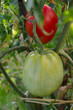 pomodori acerbi e maturi