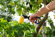 cogliere un limone