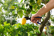 cogliere un limone