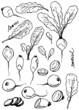 Radish root and leaves Radish root and leaves