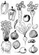Vegetable doodles set - soup ingredients Vegetable doodles set - soup ingredients