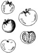 Tomatoes doodle, one of them cut Tomatoes doodle, one of them cut