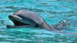 Lachender Delfin