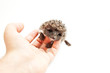 Foto: Hedgehog in hand Hedgehog in hand