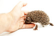 Foto: Little hedgedog on white background Little hedgedog on white background