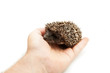 Foto: Hedgehog in hand on white backgroung Hedgehog in hand on white backgroung