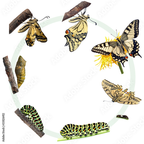 Photo: Life cycle of the Swallowtail butterfly Life cycle of the Swallowtail butterfly