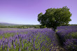 Paysage de lavandes