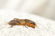 mole cricket