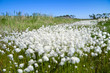 Summer Landscape with Cotton Grass. Russia, Western Siberia