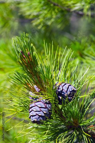 Foto: Siberian cedar. Siberian cedar.