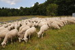 troupeau de brebis