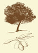 Olive oil