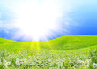 summer sunny day and field of flowers summer sunny day and field of flowers