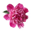 pink peony with dew