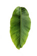 Bananenblatt
