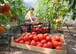 Woman picking tomatoes Woman picking tomatoes