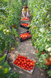 Woman picking tomatoes Woman picking tomatoes