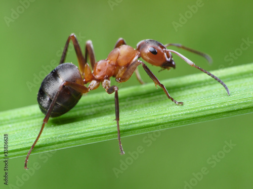 Photo: ant formica rufa on grass ant formica rufa on grass