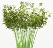 Bamboo bush or tangle isolated Bamboo bush or tangle isolated