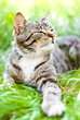 cat on green grass cat on green grass