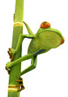 Tree frog on bamboo bole isolated Tree frog on bamboo bole isolated