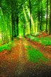 A photo of lush and saturated forest A photo of lush and saturated forest