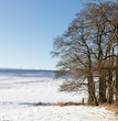 A photo of trees and snow in wintertime