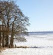 A photo of trees and snow in wintertime