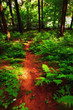 A photo of lush and saturated forest A photo of lush and saturated forest