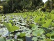 Riesen-Wasser-Seerosen auf Mauritius