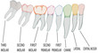 dente