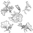 Vector set of bell-flowers design elements Vector set of bell-flowers design elements