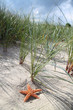 starfish dune