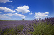 lavandes à valensole