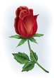 canvas print picture - Red rosebud