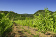 Wachauer Weinberge