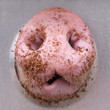 Schwein im Tiertransporter. Kanada