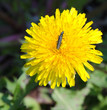 Soldier beetle (Cantharis versicolora) sitting on a dandelion