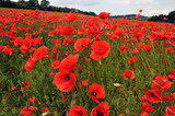Poppy field