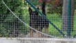 Deutscher Schäferhund als Wächter
