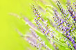 Fresh lavender field