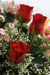 Roses and lilies arrangement Roses and lilies arrangement
